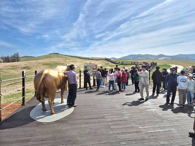 서산시 운산면 한우목장길이 봄을 맞아 '초록빛 벚꽃 잔치'의 중심지로 떠오르며 전국적인 관심을 끌고 있다.(사진=서산시 제공)