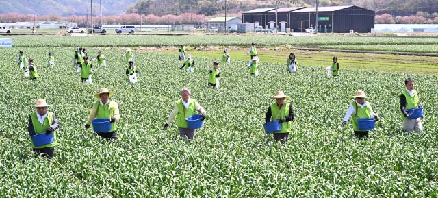 13일 합천 새남부농협 농산물산지유통센터(APC)에서 열린 '2026 범농협 영농지원 전국 동시 발대식'에서 강호동 농협중앙회장이 장재혁 합천군 부군수, 오흥석 지리산청학농협조합장, 범농협 임직원, 자원봉사자들과 마늘밭 일손돕기 활동을 하고 있다./전강용 기자/