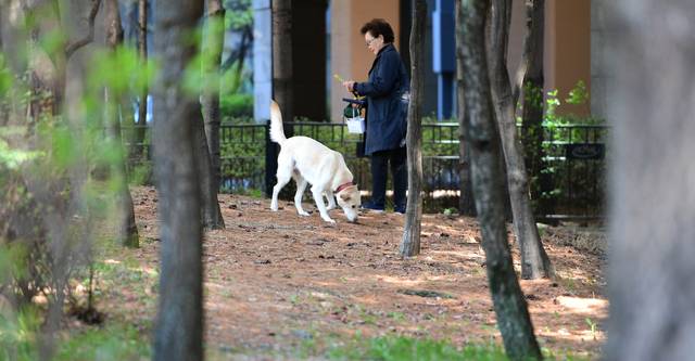 대구 수성구 상동 한 거리에서 시민이 반려견과 함께 산책을 나서고 있다. 김진홍 기자