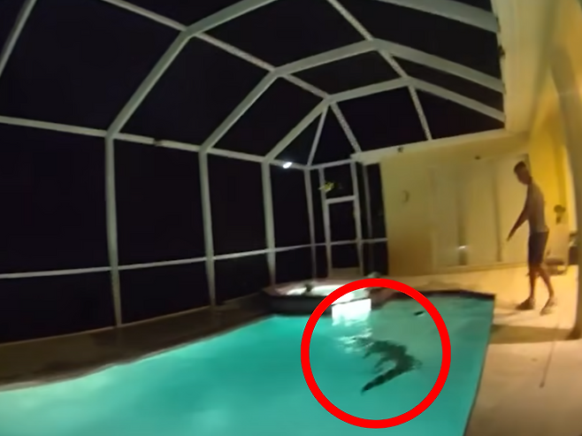 플로리다 가정집 수영장에서 2.7m 거대 악어가 발견돼 경찰과 포획꾼이 긴급 체포에 나섰다. 사진=탬파 경찰 페이스북