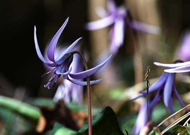 경남 남해군 금산의 나무숲 서늘한 그늘 아래 보랏빛 얼레지가 수줍게 피어나 기암괴석 사이 척박한 땅 위로 강인한 봄의 인사를 건네고 있다.