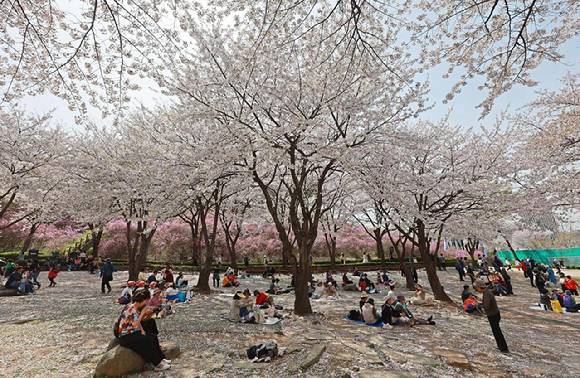 경기도 부천시 원미산 진달래동산에서 시민들이 활짝 핀 꽃을 감상하며 봄 정취를 만끽하고 있다. [사진=연합뉴스]