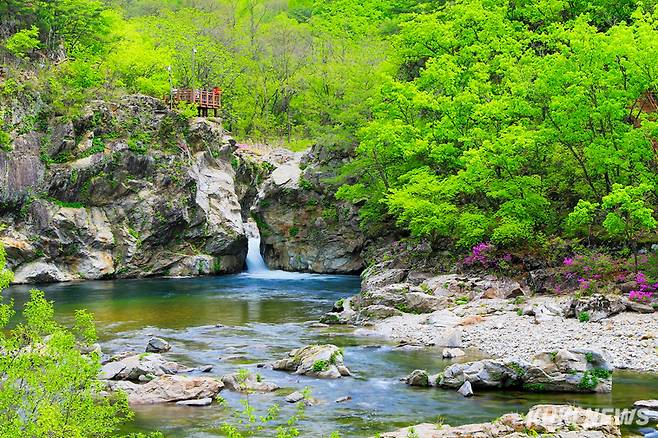양구 두타연의 봄(쿠키뉴스 DB)