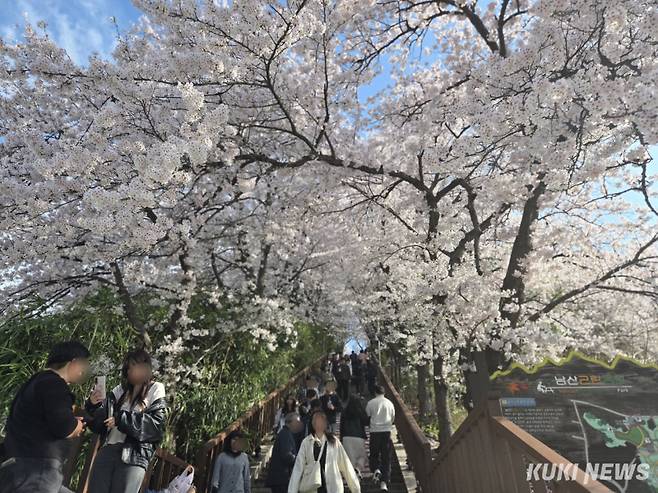 최근 강릉지역엔 경포·솔올·남산 등 3대 벚꽃축제가 열려 국내 62만여명의 관광객들이 다녀간데 이어 고양에서 열린 BTS콘서트의 영향으로 한류 관광지로 입소문 난 주문진 BTS 버스정류장을 찾는 외국인 관광객의 발걸음이 끊임없이 이어지는 등 국내외 관광객의 방문이 눈에 띄게 증가하고 있다. 노암동 남산벚꽃축제 모습. 전인수