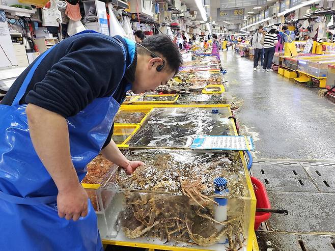 13일 오전 부산 중구 자갈치시장의 한 상인이 수산물을 살펴보고 있다.  부산 김진룡 기자