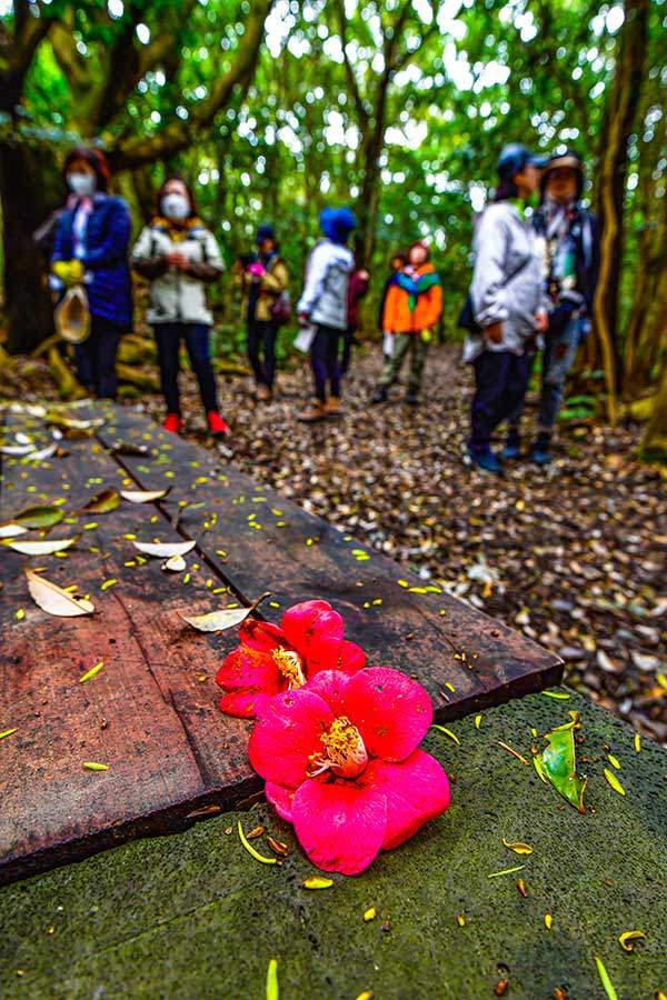 송이째 떨어지는 동백꽃. 붉은 동백꽃은 제주 4·3을 상징한다.