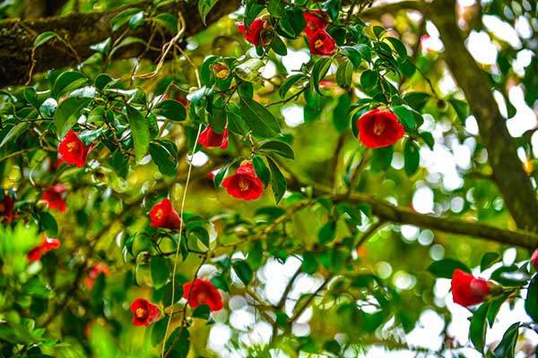 동백동산의 동백꽃.