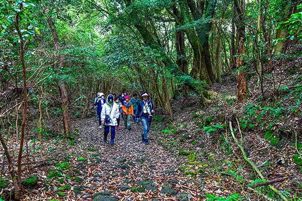 동백동산 탐방로. 화산석 위로 낙엽이 수북하다.