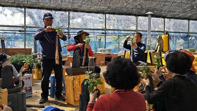 4월 13일 서산국화축제장에서 진행된 작품국화 재배기술 교육모습(사진=서산시 제공)