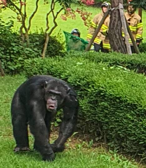 11일 오전 대구 달성공원에서 사육장을 탈출한 침팬지와 포획에 나선 소방대원들의 모습. 대구경찰청 제공