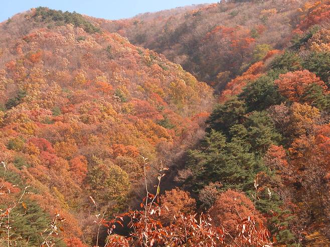 포항시 죽장면 하옥리 옥계 계곡 따라 향로봉 서편 자락 일대의 거대한 참나무 군락지가 펼치는 적갈색의 화려한 가을 풍광.