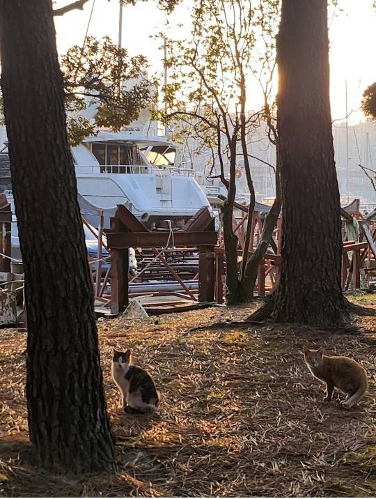 재개발을 앞둔 부산 해운대구 수영만 요트경기장에서 생활하는 고양이들. 독자 제공