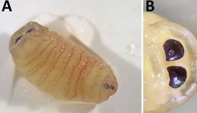 50대 여성 콧속에서 발견된 양파리 유충. /사진=《신종 감염병(Emerging Infectious Diseases)》