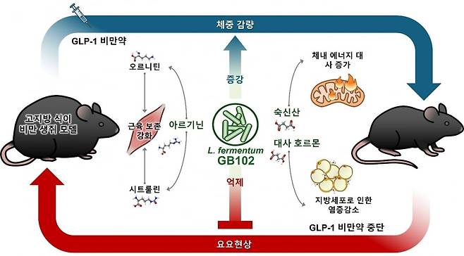 자체개발 유산균 균주 리모시락토바실러스 퍼멘텀 효능 작용기전/ 지아이롱제비티 제공