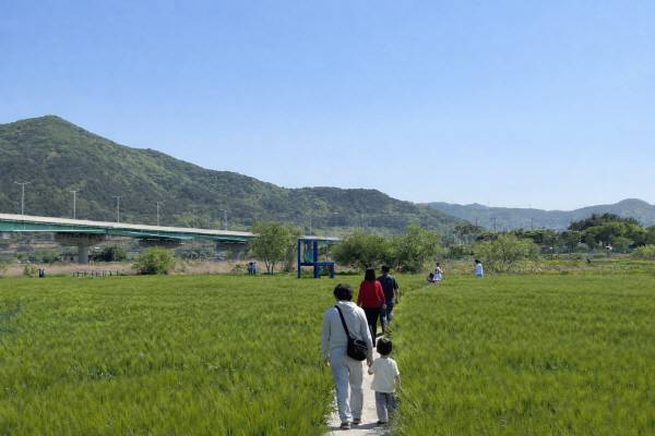 김해 조만강 청보리밭 탐방로. 김해시 제공