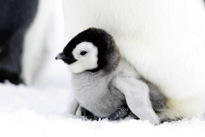 새끼 황제펭귄.[게티이미지뱅크]