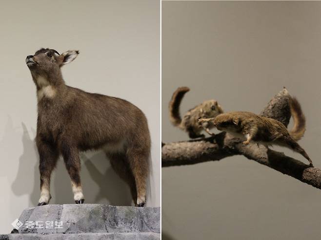 천연기념물센터가 보존 중인 멸종위기에 직면한 산양과 하늘다람쥐 표본. &nbsp;(사진=임병안 기자)