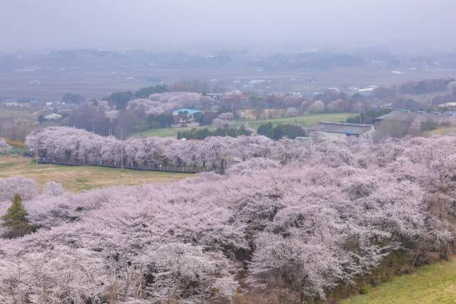 벚꽃이 만개한 서산 한우목장길. 서산시 제공