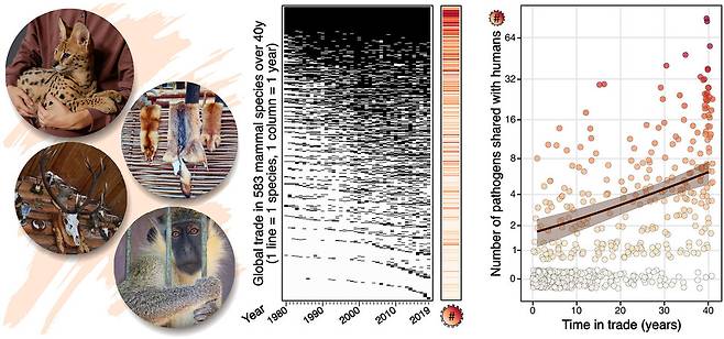 지난 40년간의 야생 포유류종 국제 거래 내용을 분석한 결과, 야생 종이 보유하는 인수공통 병원체의 수는 해당 종이 무역에 포함된 시간이 길어질수록 증가하는 거으로 나타났다. 평균적으로 한 종은 무역에 포함된지 10년이 지날 때마다 인간과 공유하는 병원체가 하나씩 늘어났다. 제롬 지페/사이언스 제공
