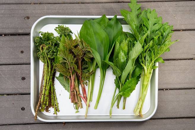 울릉도 태하의 ‘예향’. 울릉도 자연에서 뜯은 봄나물로 밥상을 차린다. 사진은 울릉도를 대표하는 봄나물 5종. 왼쪽부터 참고비‧삼마물‧명이‧부지깽이‧엉겅퀴. 백종현 기자