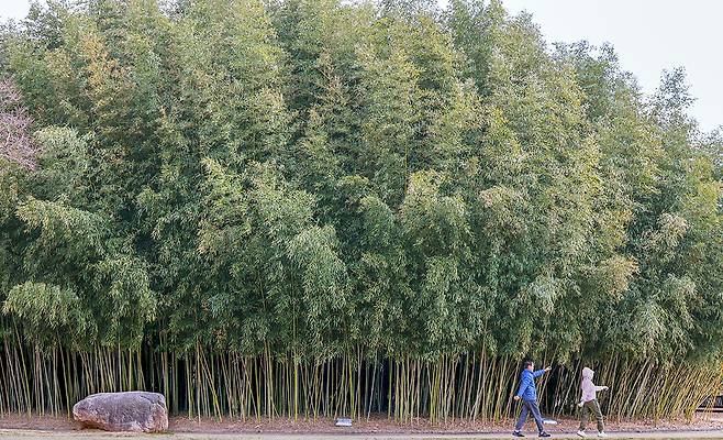 십리대숲 옆 산책로에서 운동하는 시민들 [사진/정동헌 기자]