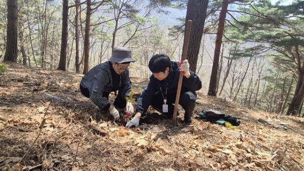 평창국유림관리소(소장:이명규)는 15일 대화면 하안미리 가리왕산 산림생태관리센터에서 창립 100주년 및 제81회 식목일을 기념한 ‘가리왕산 소나무 명품숲 후계림 조성’ 나무심기 행사를 개최했다. 사진은 김금숙 평창교육장이 묘목을 심는 모습.