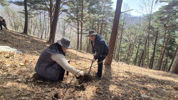 평창국유림관리소(소장:이명규)는 15일 대화면 하안미리 가리왕산 산림생태관리센터에서 창립 100주년 및 제81회 식목일을 기념한 ‘가리왕산 소나무 명품숲 후계림 조성’ 나무심기 행사를 개최했다. 사진은 고경찬 국립한국자생식물원장이 묘목을 심는 모습.