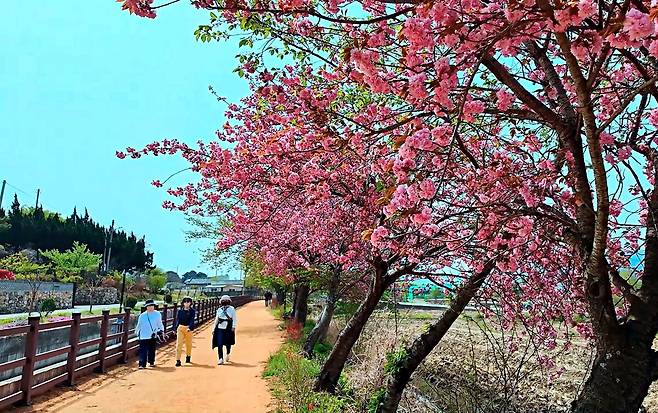선덕여왕길 일대가 철학의 길에서 맨발체험로로 탈바꿈하고 있다.