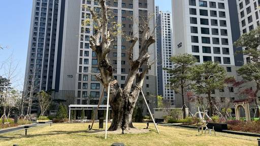 '철산자이 브리에르' 단지 내 팽나무 상징목./성채리 인턴기자
