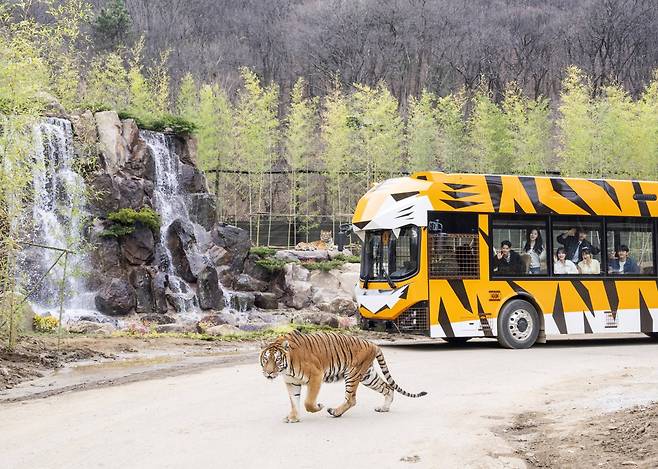 에버랜드, 4월 1일 오픈한 사파리월드 더 와일드.(사진제공=삼성물산리조트부문)