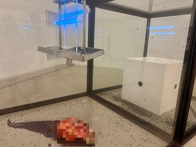 잘린 소의 머리와 파리 유충, 전기살충기를 활용한 작품 '천 년'. (사진 곽은영 기자)/뉴스펭귄