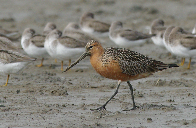 전북 군산 수라갯벌에 도착한 큰뒷부리도요(앞쪽 새)와 뒷부리도요들. 오동필 새만금시민생태조사단장 제공