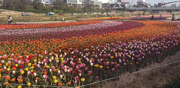 튤립이 만개한 무심천 전경. [사진=청주시]