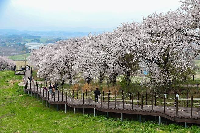 서산한우목장 웰빙산책로에는 약 500m에 이르는 벚꽃길도 있다. 최승표 기자