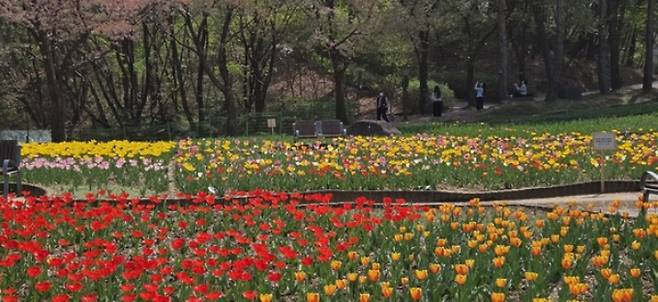 튤립이 만개한 의정부시 직동근린공원. /사진제공=의정부시