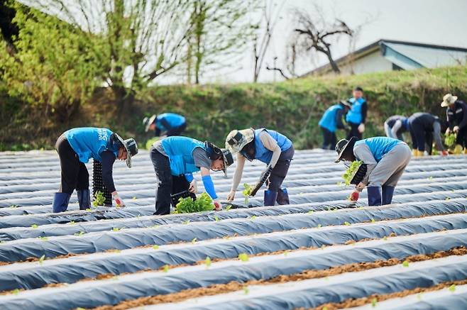 육묘 시설에서 기른 모종을 밭으로 옮겨 심는 KT&G 임직원들. /사진=KT&G