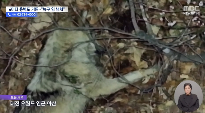 대전 오월드 인근 야산에서 잠을 청하고 있는 늑구의 모습.  [MBC 보도화면 갈무리]