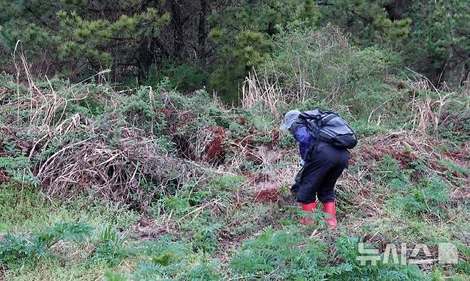 [제주=뉴시스] 오영재 기자 = 15일 오전 제주시 중산간 소재 오름에서 고사리 채취객이 고사리를 찾고 있다. 2026.04.15. oyj4343@newsis.com