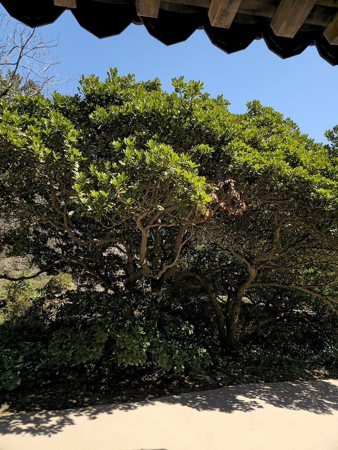 수목원 1호 후박나무.