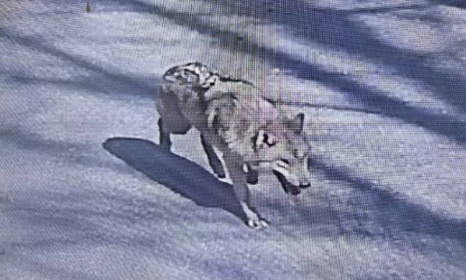 8일 대전 오월드에서 탈출한 늑대 ‘늑구’ 사진=대전소방본부 제공.