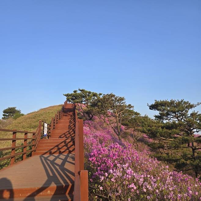 고려산 정상으로 향하는 데크길