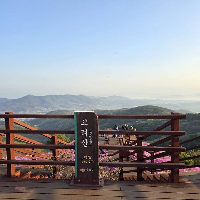 고려산 대체 정상지인 진달래군락
