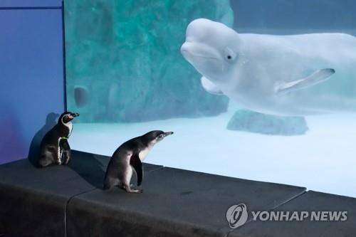 롯데월드 아쿠아리움 내 벨루가 [롯데월드 제공. 재판매 및 DB금지]