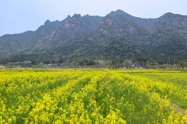 영암군 군서면 도갑리 일원에 유채꽃이 만개해 있다. 영암군 제공