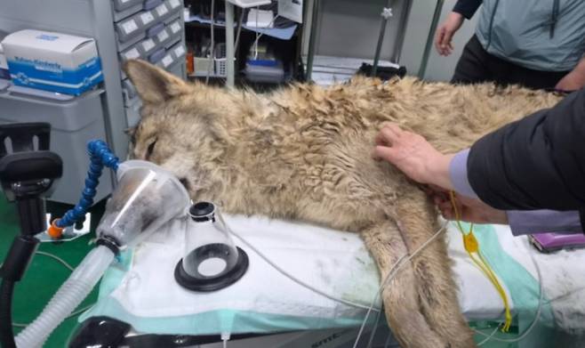 대전 오월드 탈출 늑대, 늑구 생포, 대전시&nbsp;