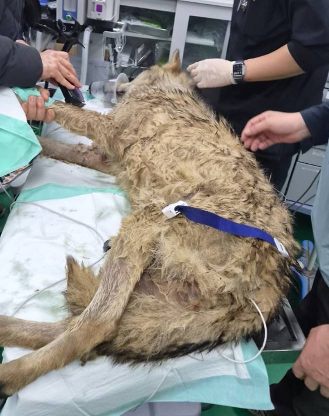 대전 오월드 탈출 늑대, 늑구 생포