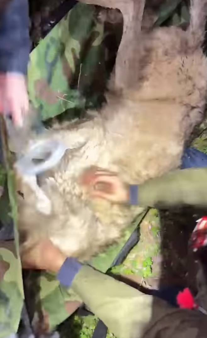 늑대, 늑구 생포 영상