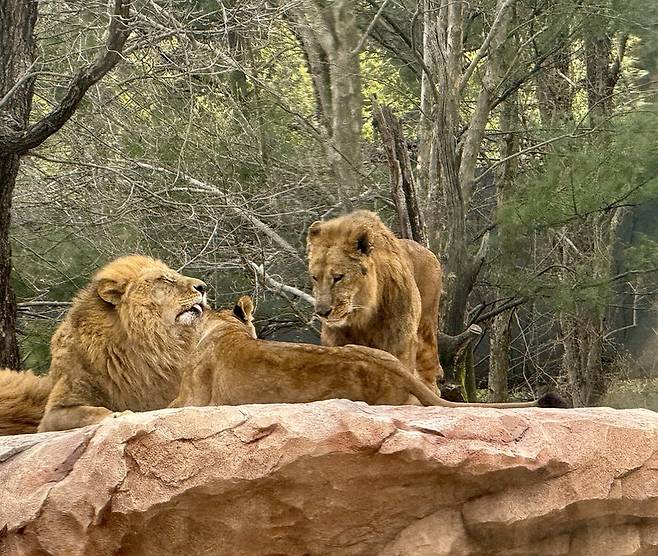 사파리월드 투어 차량 안에서 본 동물원 풍경. 박미향 선임기자