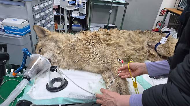 대전 오월드 사육장을 탈출했던 늑대 ‘늑구’가 17일 새벽 인근 나들목(IC) 근처에서 생포됐다. 탈출 9일 만이다. 사진 인스타그램 캡처