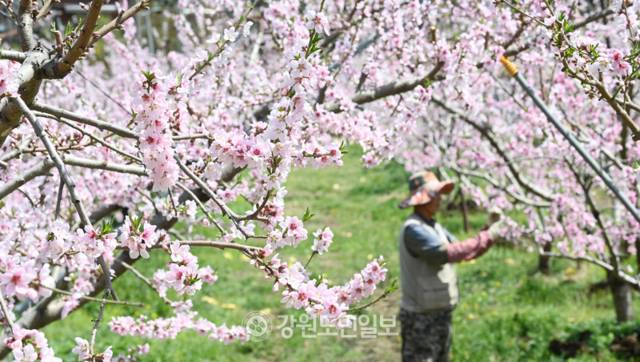 ▲ 낮 최고기온이 30도에 육박하는 등 초여름 날씨를 보인 16일 춘천의 한 과수원에서 농부가 복숭아 꽃을 골라내는 작업을 하고 있다. 방도겸 기자